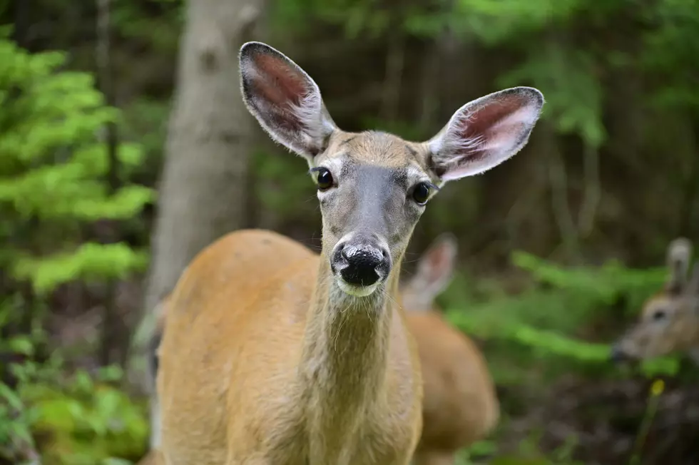 Major Change to Hunting Doe in New York State?