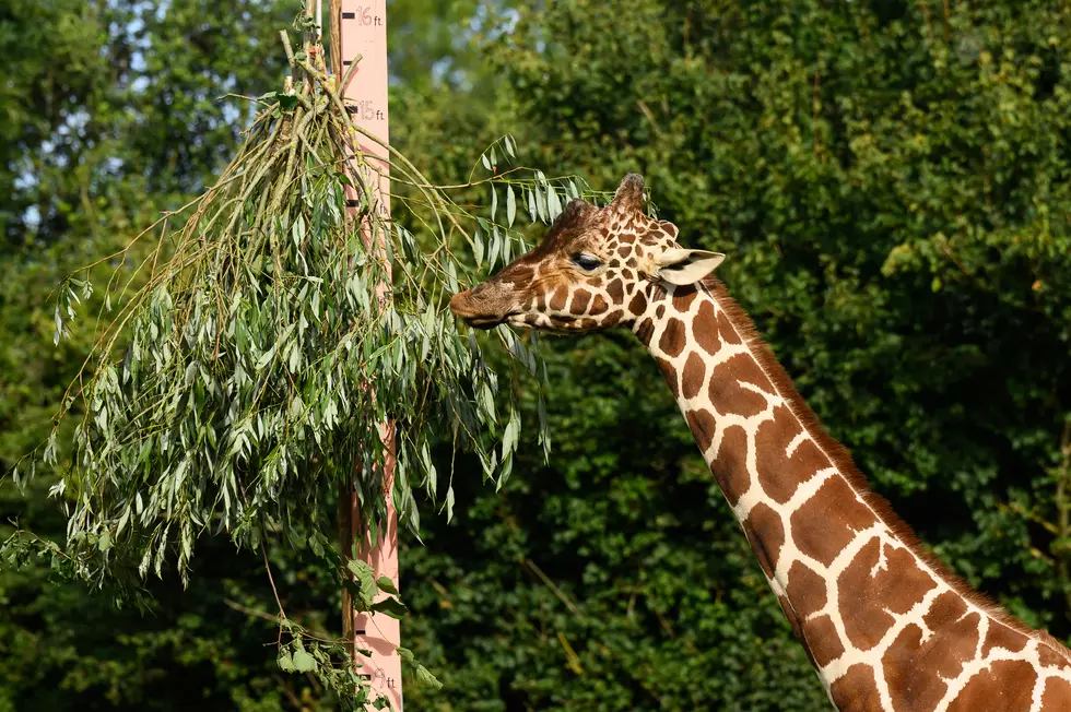Kids Can Now Feed the Giraffes for $150 at the Buffalo Zoo