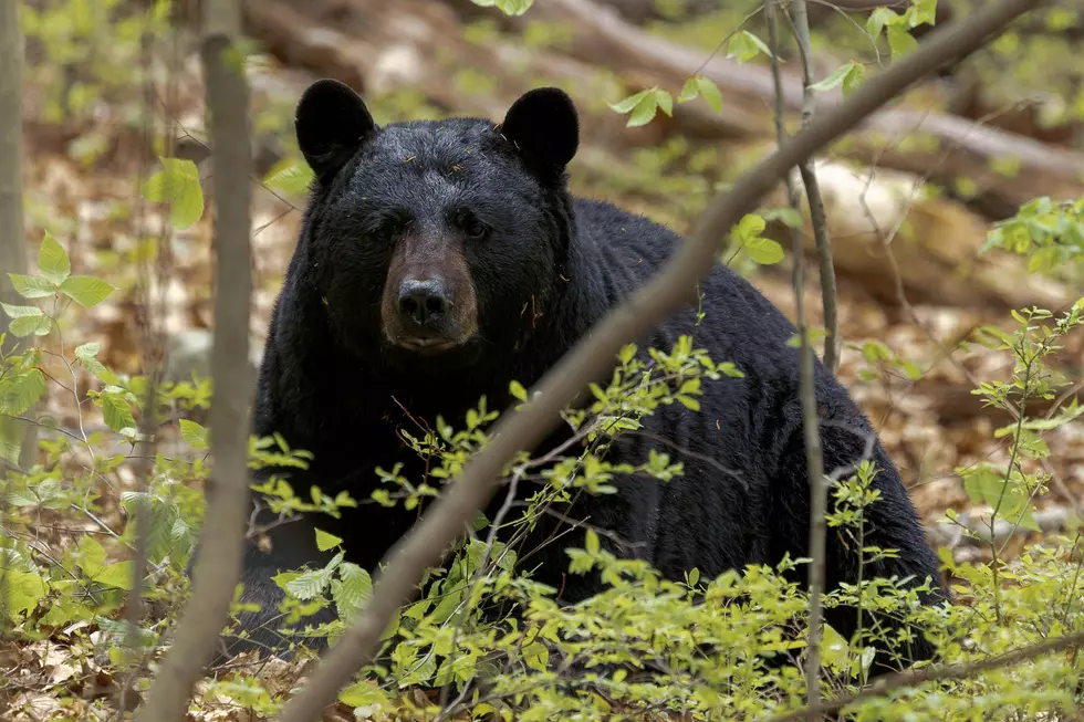 This Enormous Bear Was Spotted in a New York Backyard