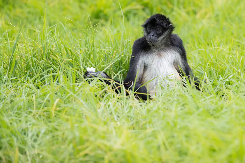Monkey Found inside Home in Western New York
