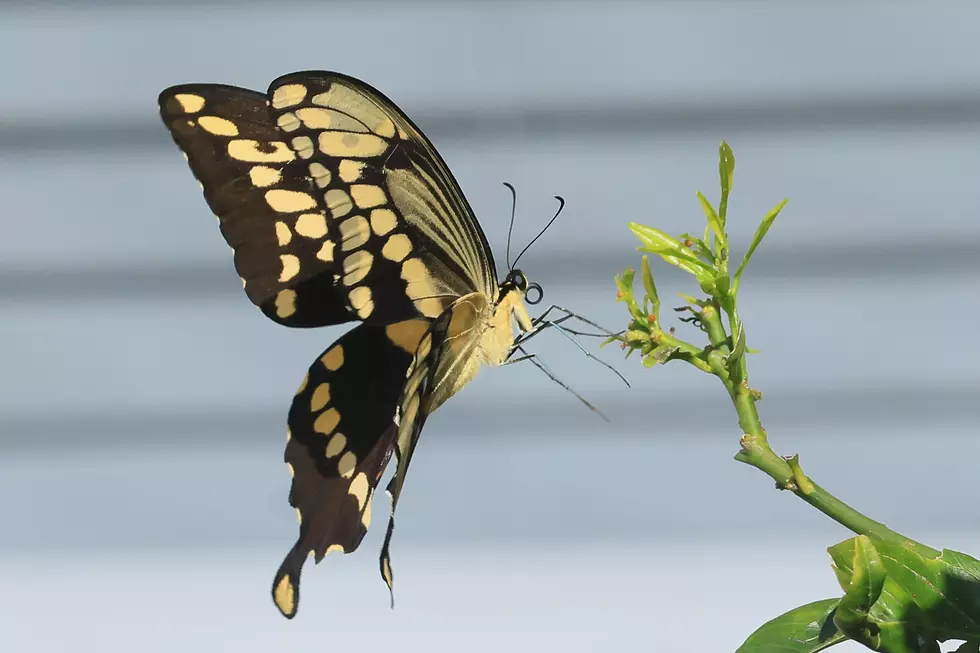 100’s of Butterflies to be Released in New Immersive Experience in Buffalo