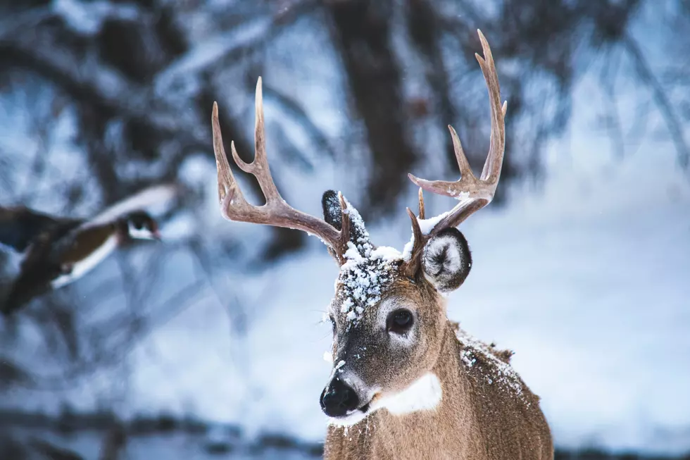 Will New York State Require Venison to Be Professionally Inspected?