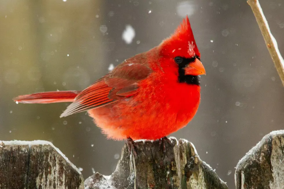 10 Popular Birds You Might See At Your New York Bird Feeder