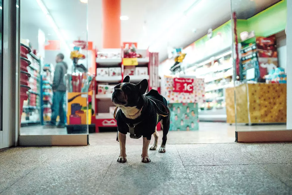 5 Local Pet Supply Stores To Spoil Your WNY Pet This Weekend