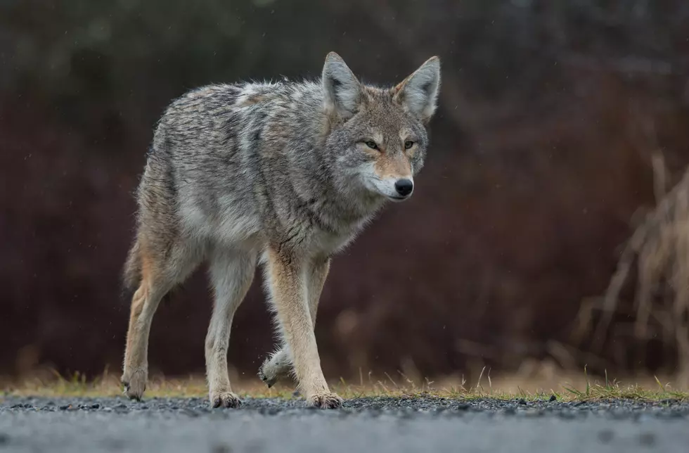 When I Ran Across Two Coyotes In My WNY Neighborhood