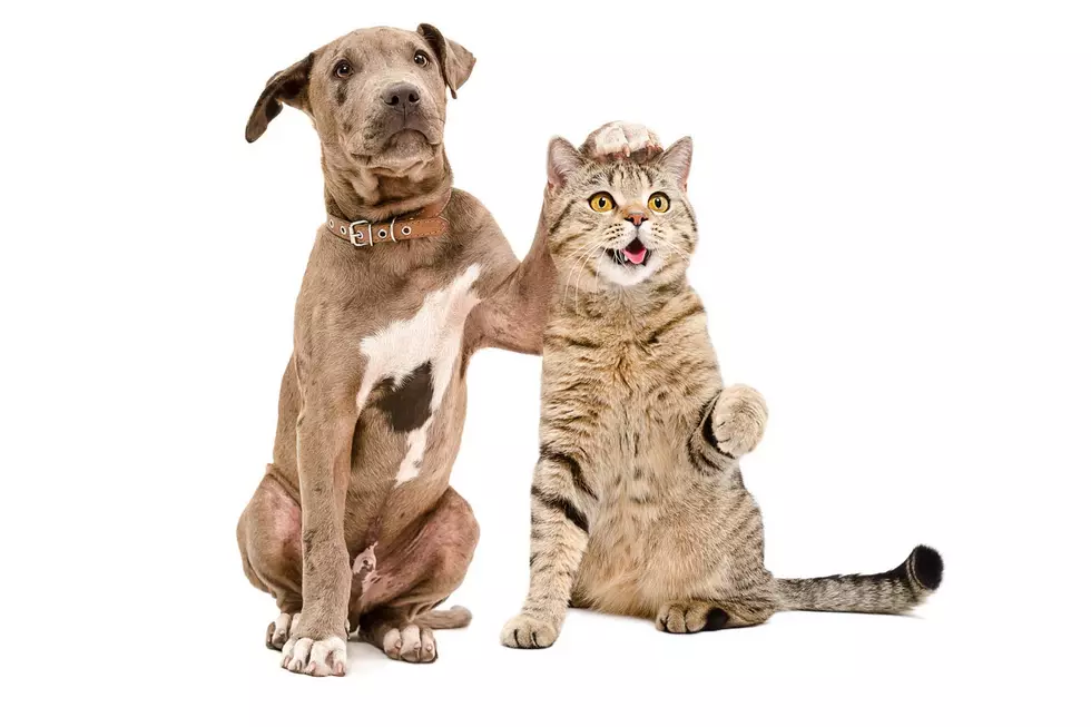 Dogs and Cats