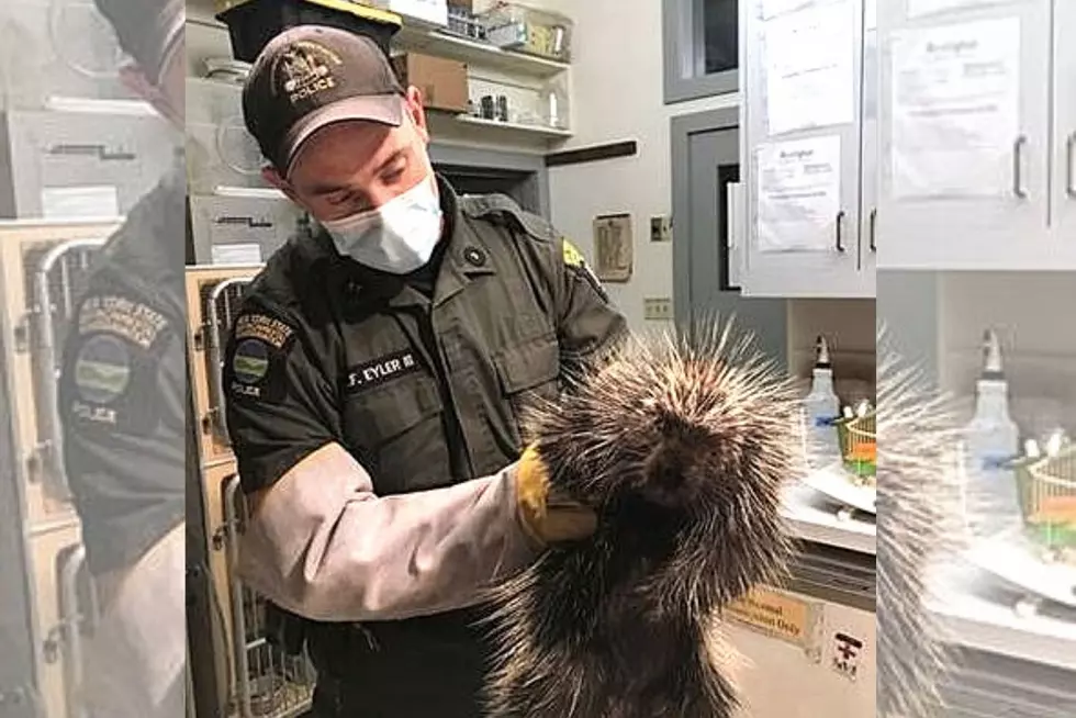 Badly Injured Porcupine Saved And Being Nursed Back To Health In New York