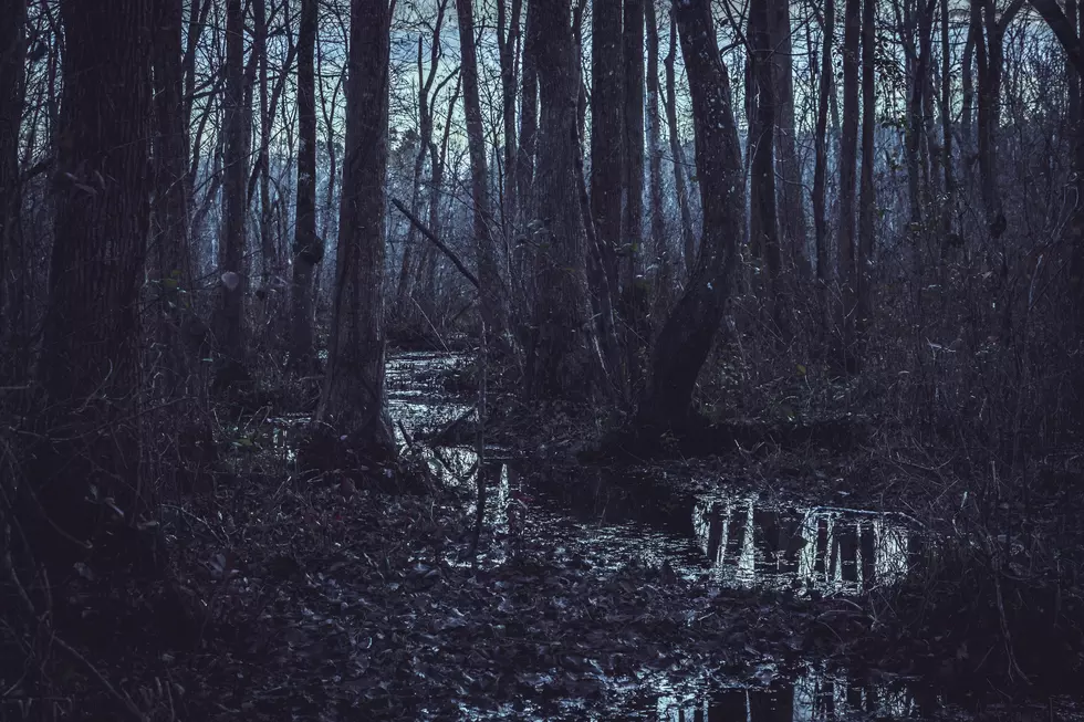 911, What’s Your Emergency? I’m In A Tree in a Swamp in Upstate New York!